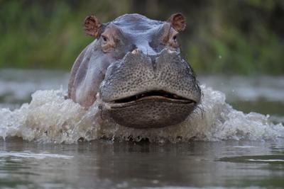 INSÓLITO: Hipopótamo de Pablo Escobar muere en accidente de tránsito en Colombia