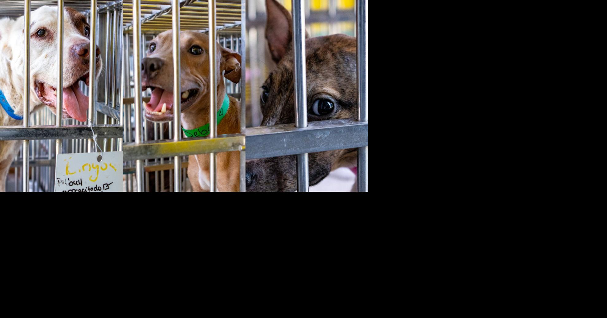 Del abuso al abrazo: la sorprendente recuperación de los perros ...