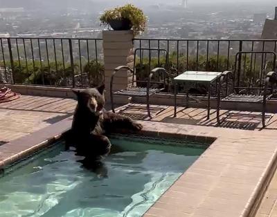 VÍDEO: En plena ola de calor, un oso se baña en el jacuzzi de una casa en California