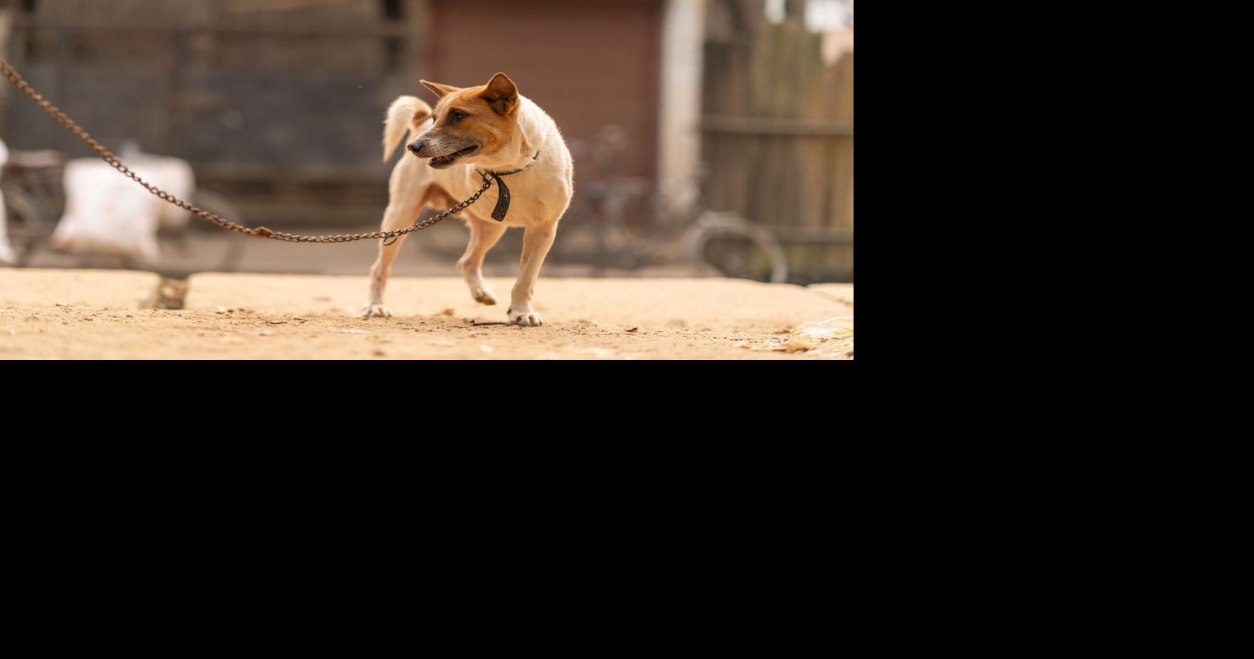 Investigan presunto maltrato animal tras abandono de perro frente a refugio en Humacao