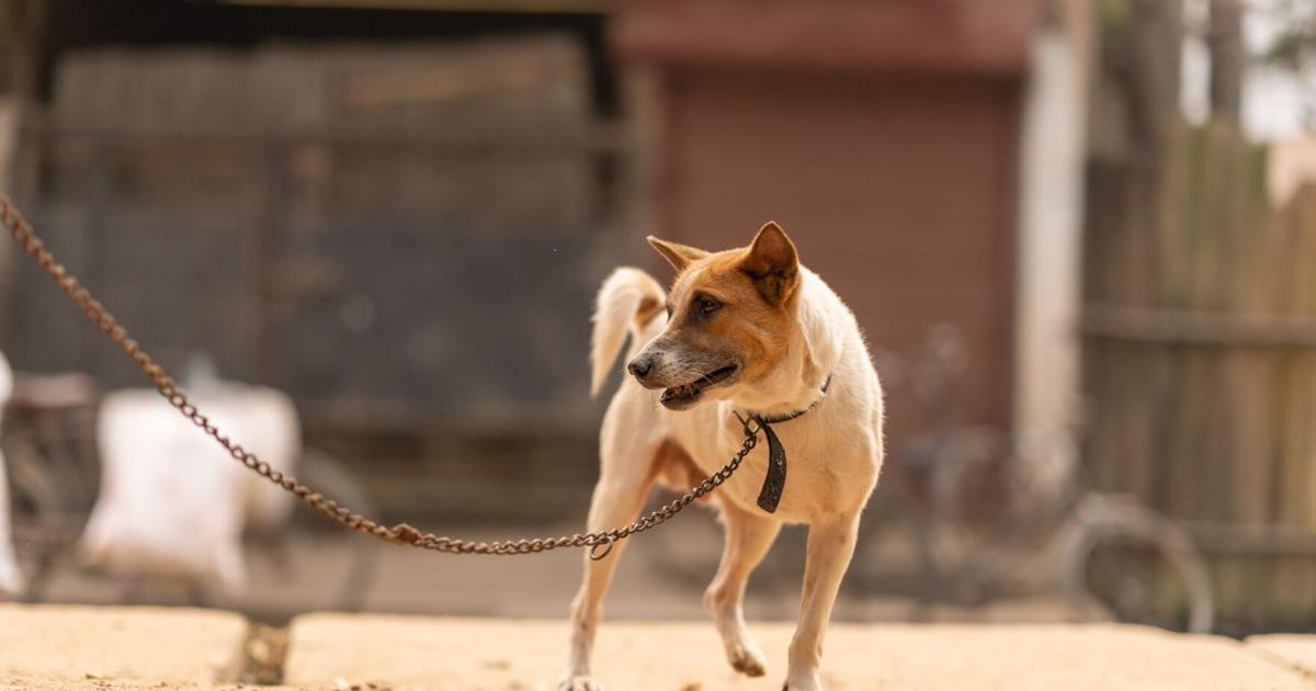 Investigan presunto maltrato animal tras abandono de perro frente a refugio en Humacao