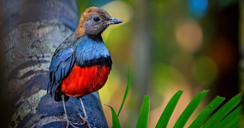 Cinco personas se declaran culpables a nivel federal por tráfico ilegal de aves migratorias