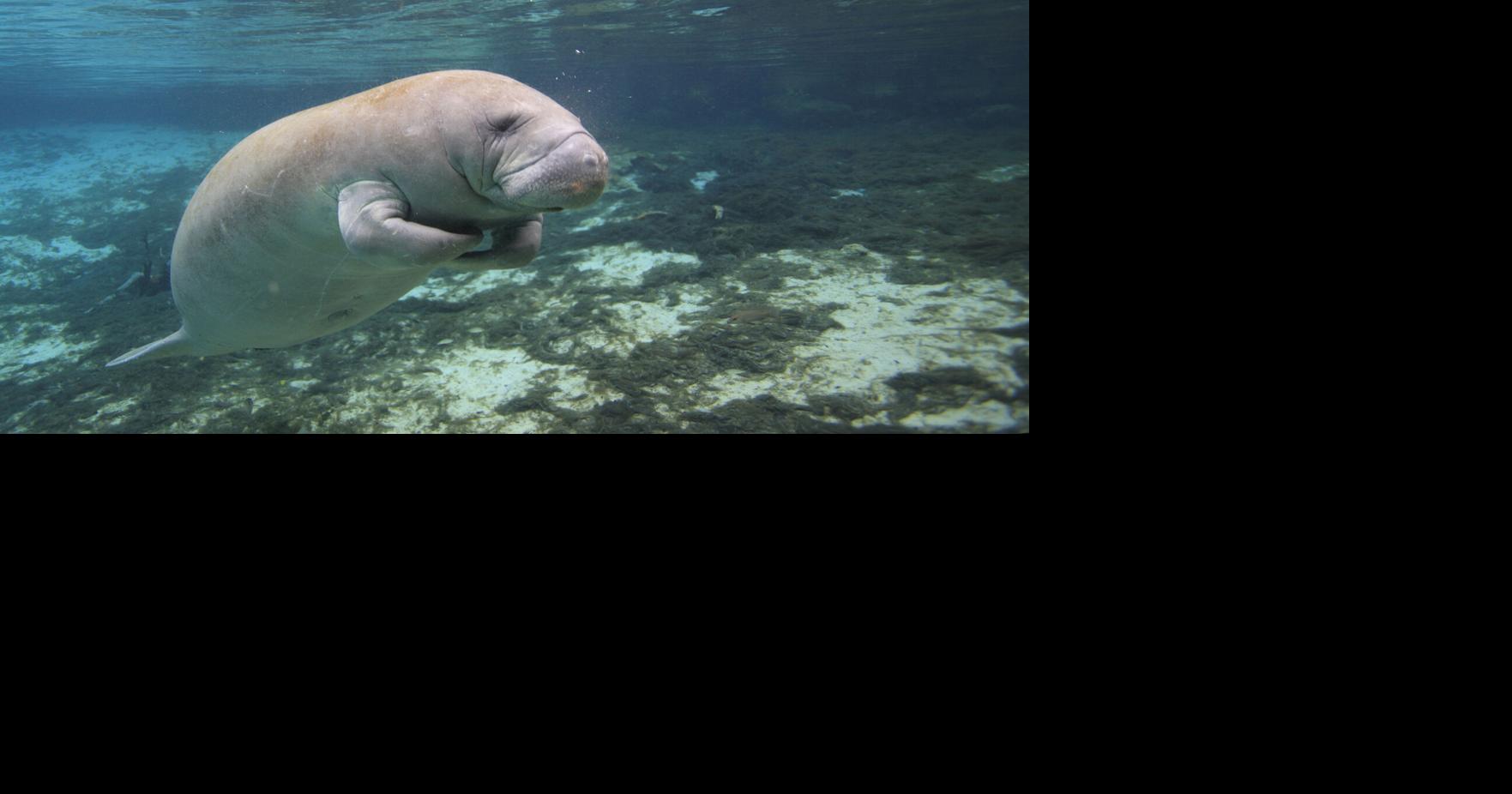 Puerto Rico conmemora el Día del Manatí Caribeño con llamado a proteger especie en peligro