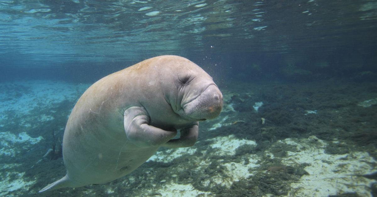 Puerto Rico conmemora el Día del Manatí Caribeño con llamado a proteger especie en peligro