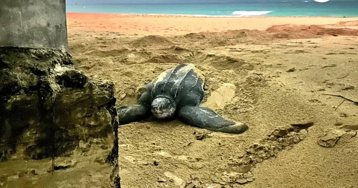 FOTOS: Tinglar regresa a Ocean Park y encuentra obstáculos de cemento en su camino