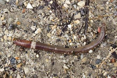 El gusano saltarín: la próxima amenaza invasora en tu jardín