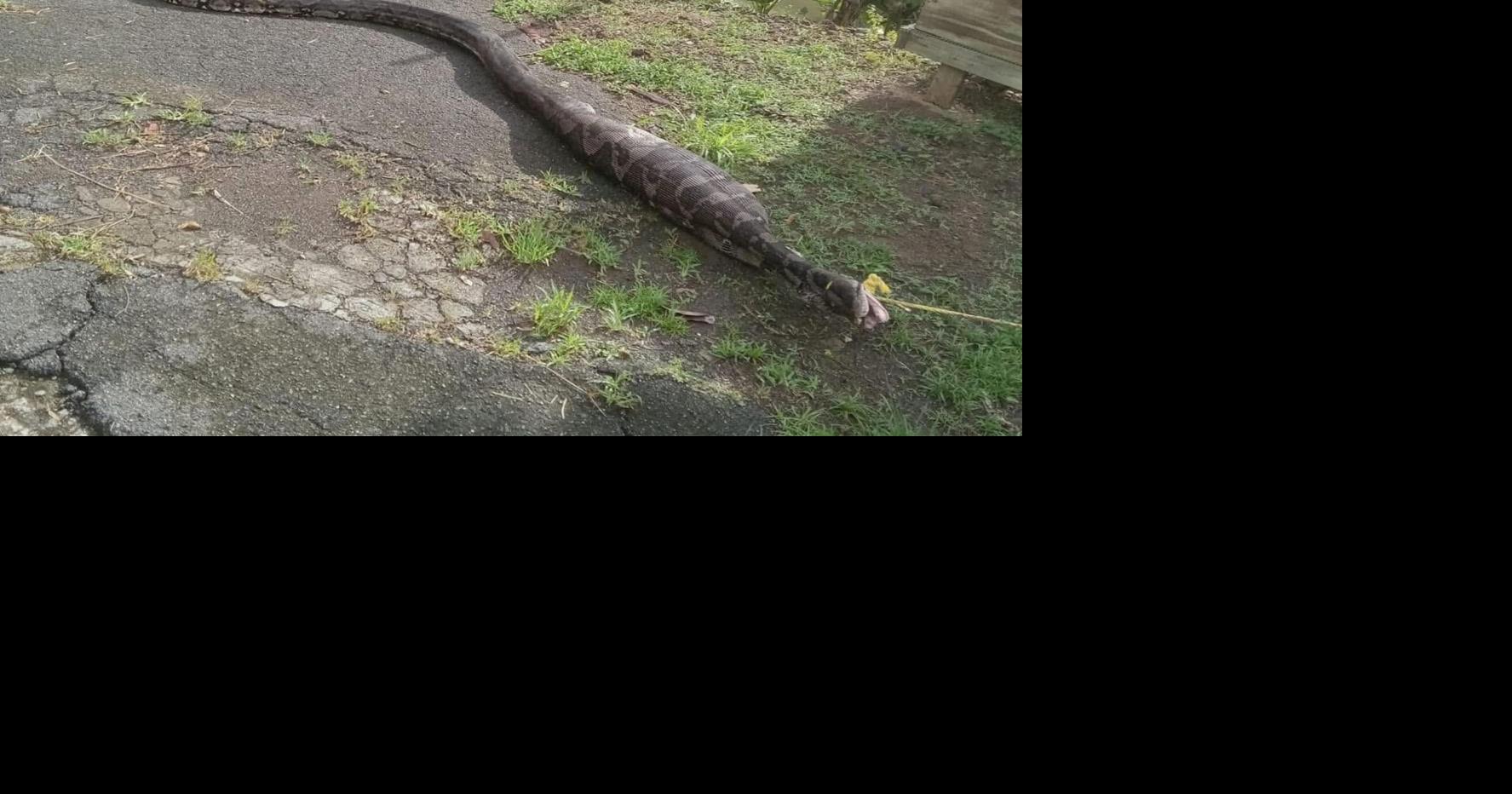 [POR SI TE LO PERDISTE]