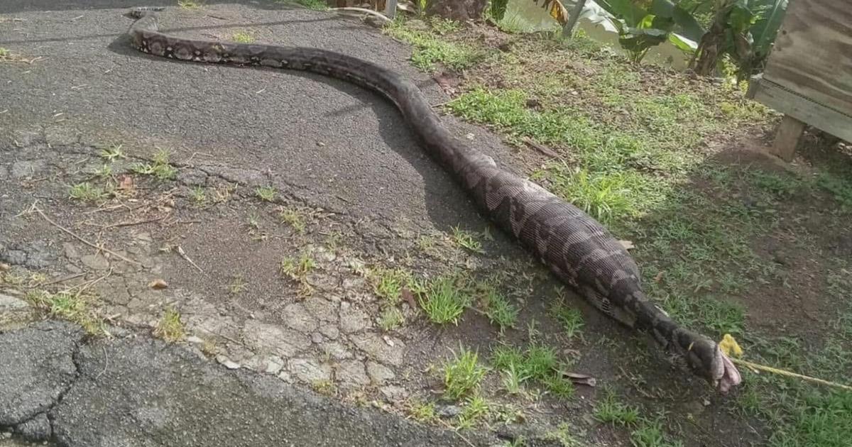 Alertan sobre aumento en tamaño de serpientes en Puerto Rico
