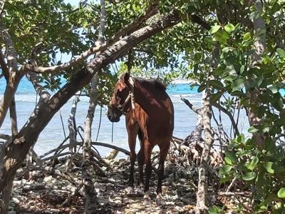 Rescatan a yegua en Cayo Caracoles