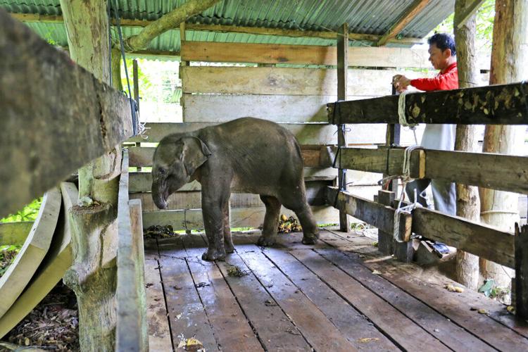 Muere un elefante bebé tras perder la mitad de su trompa en una trampa furtiva en Indonesia 6195515851506.image