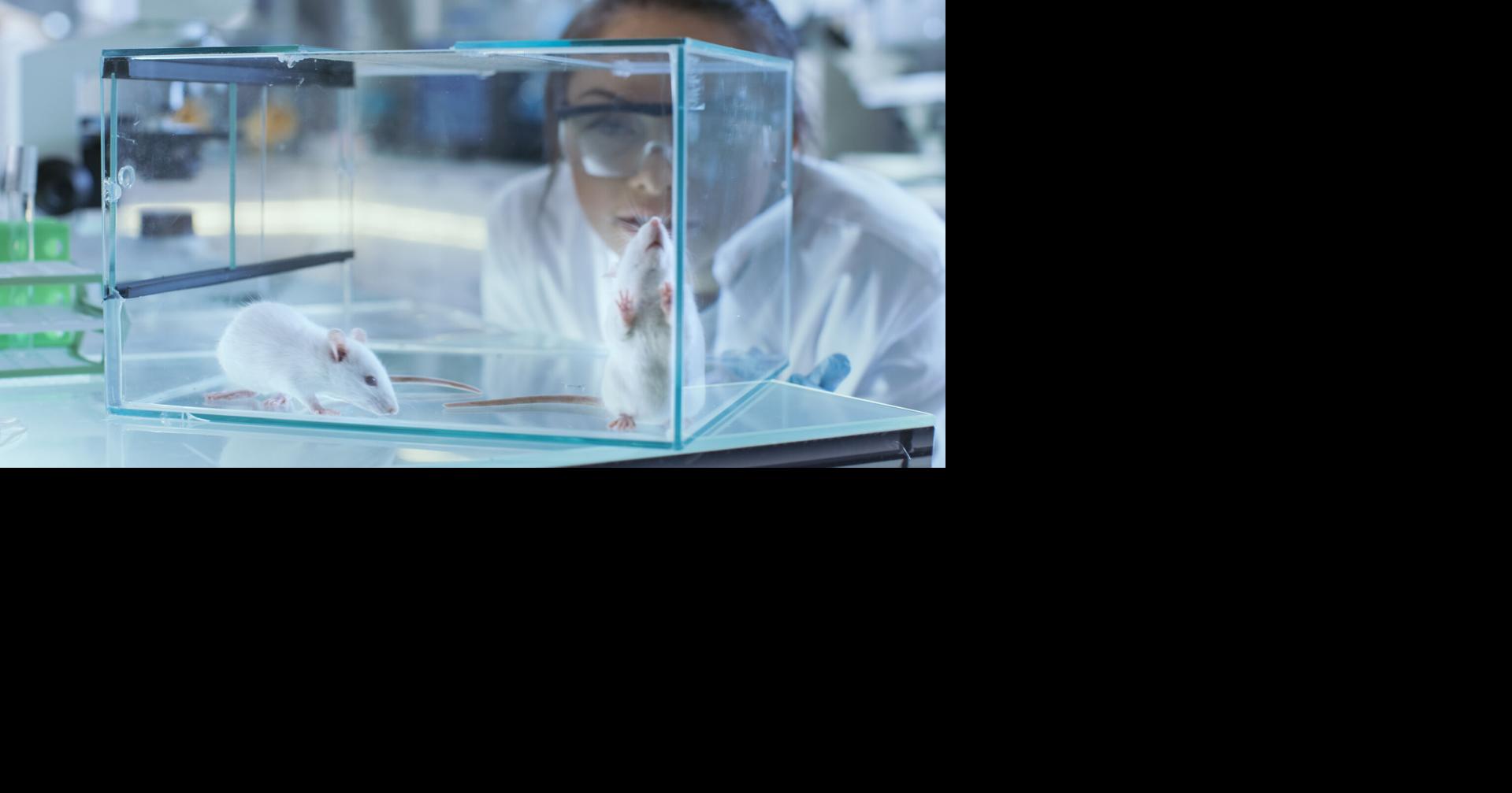 Estudios científicos advierten sobre el dolor y estrés que experimentan en procesos de investigación, lo que reabre el debate ético.