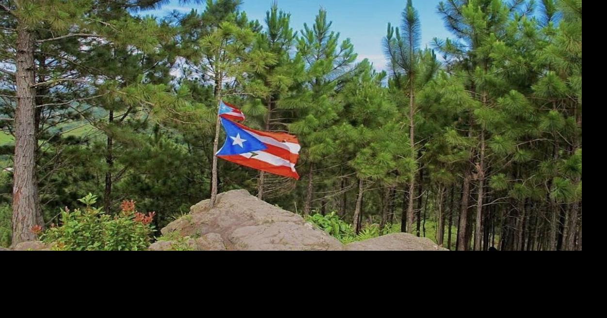 Cayey aprueba ordenanza para crear el Bosque Turístico Los Pinos en barrio Sumido