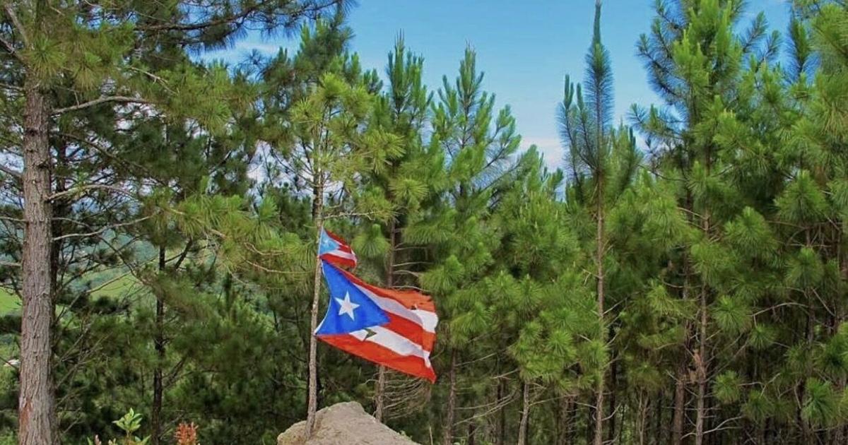 Cayey aprueba ordenanza para crear el Bosque Turístico Los Pinos en barrio Sumido