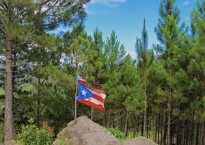 Imagen de la cobertura de: Cayey aprueba ordenar expropiación para el Bosque Turístico Los Pinos