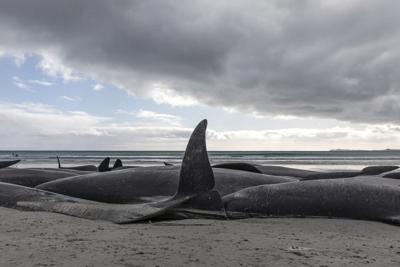 Algas tóxicas causaron la muerte de 30 ballenas en Argentina