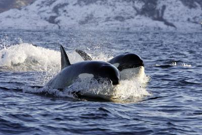 VÍDEO: Manada de orcas ataca y destruye embarcación en España