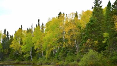 Los bosques con mayor diversidad se adaptan mejor al cambio climático