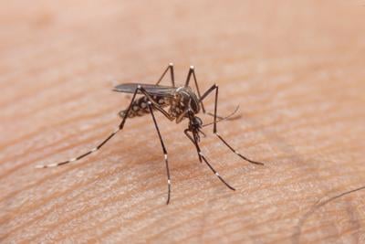 DOCUMENTO: Preocupante registro de casos de dengue en Puerto Rico