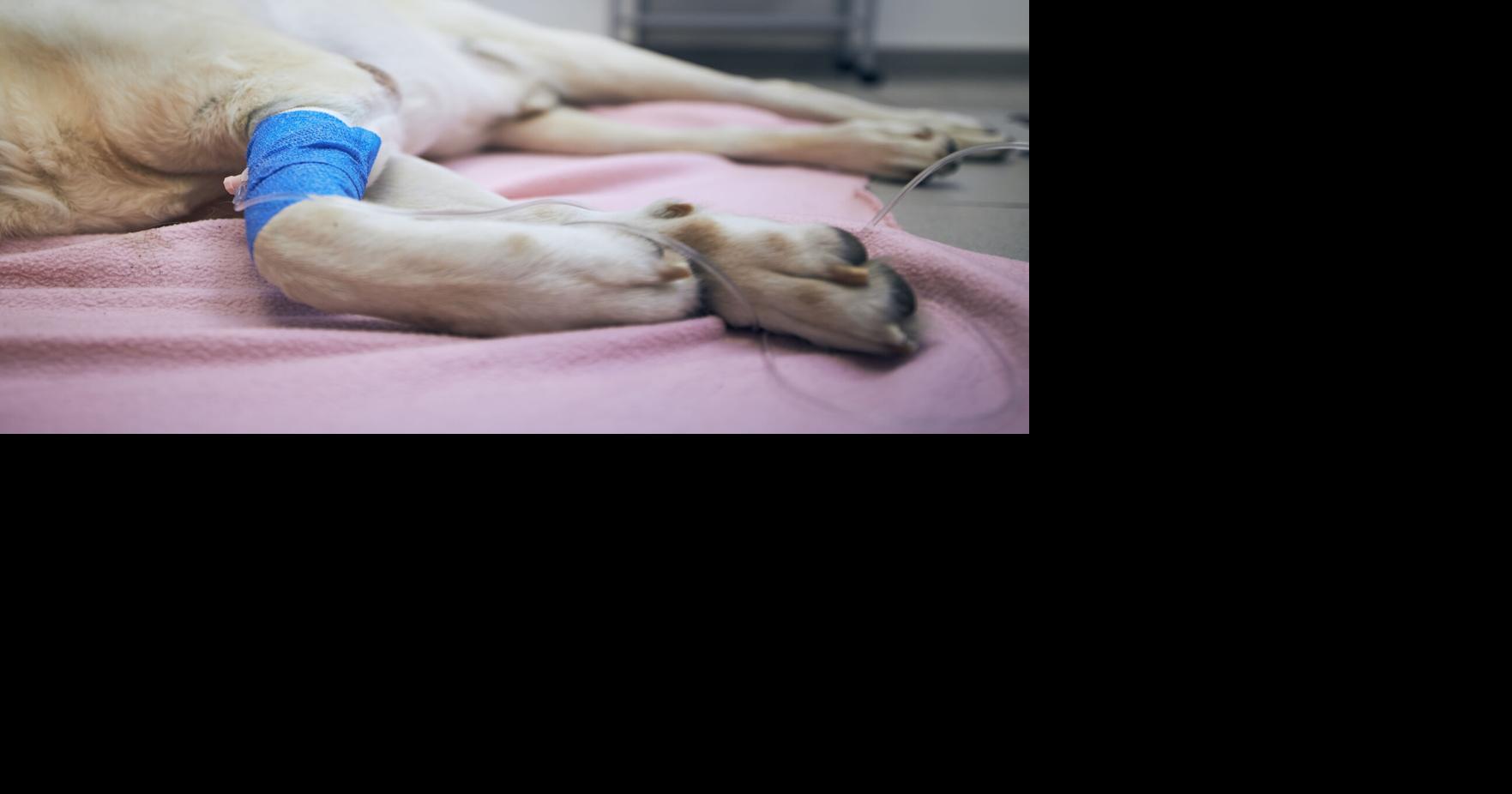 Hombre de Barceloneta enfrenta cargos por matar a puños a un perro en Arecibo
