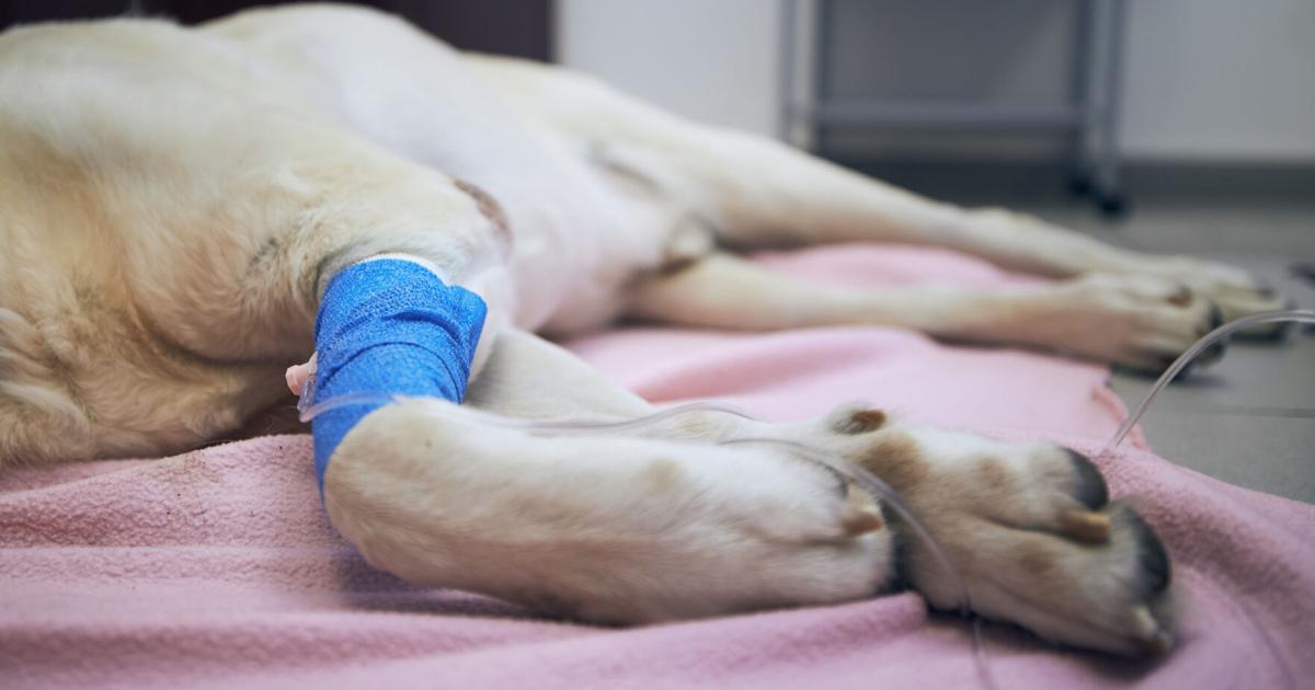 Hombre de Barceloneta enfrenta cargos por matar a puños a un perro en Arecibo
