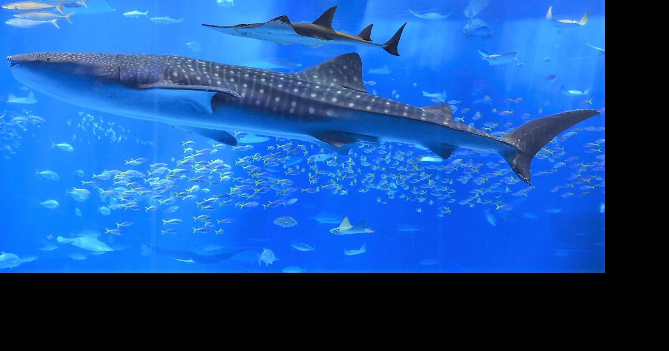 El tiburón ballena, el pez más grande del mundo, enfrenta riesgo de extinción