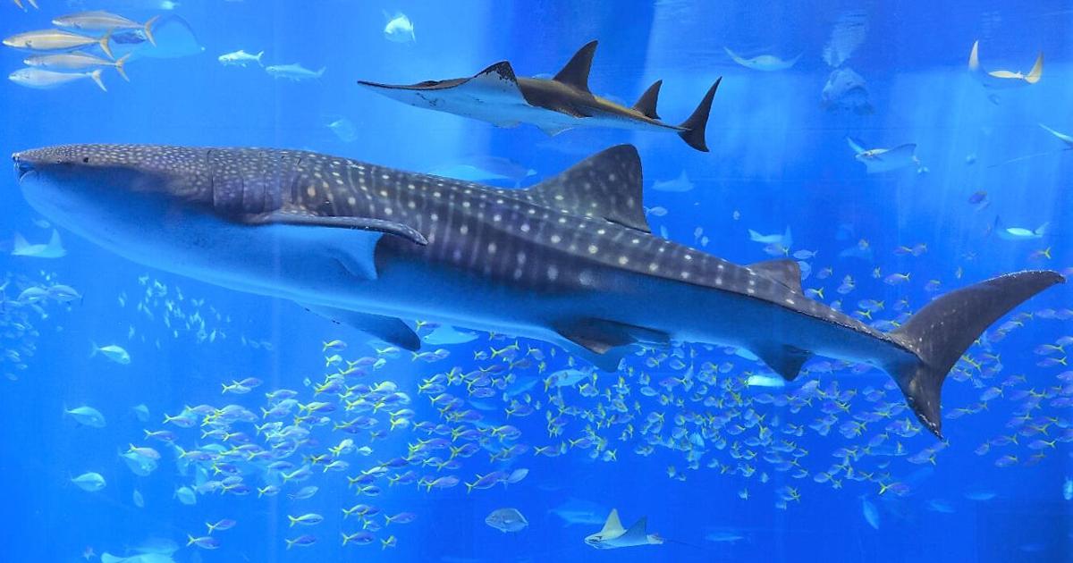 El tiburón ballena, el pez más grande del mundo, enfrenta riesgo de extinción