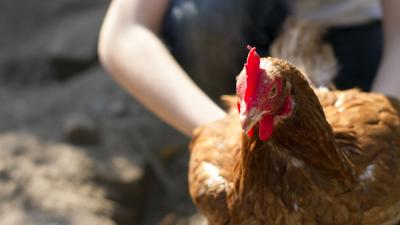 INSÓLITO: Le piden un huevo y niña llega con una gallina a la escuela