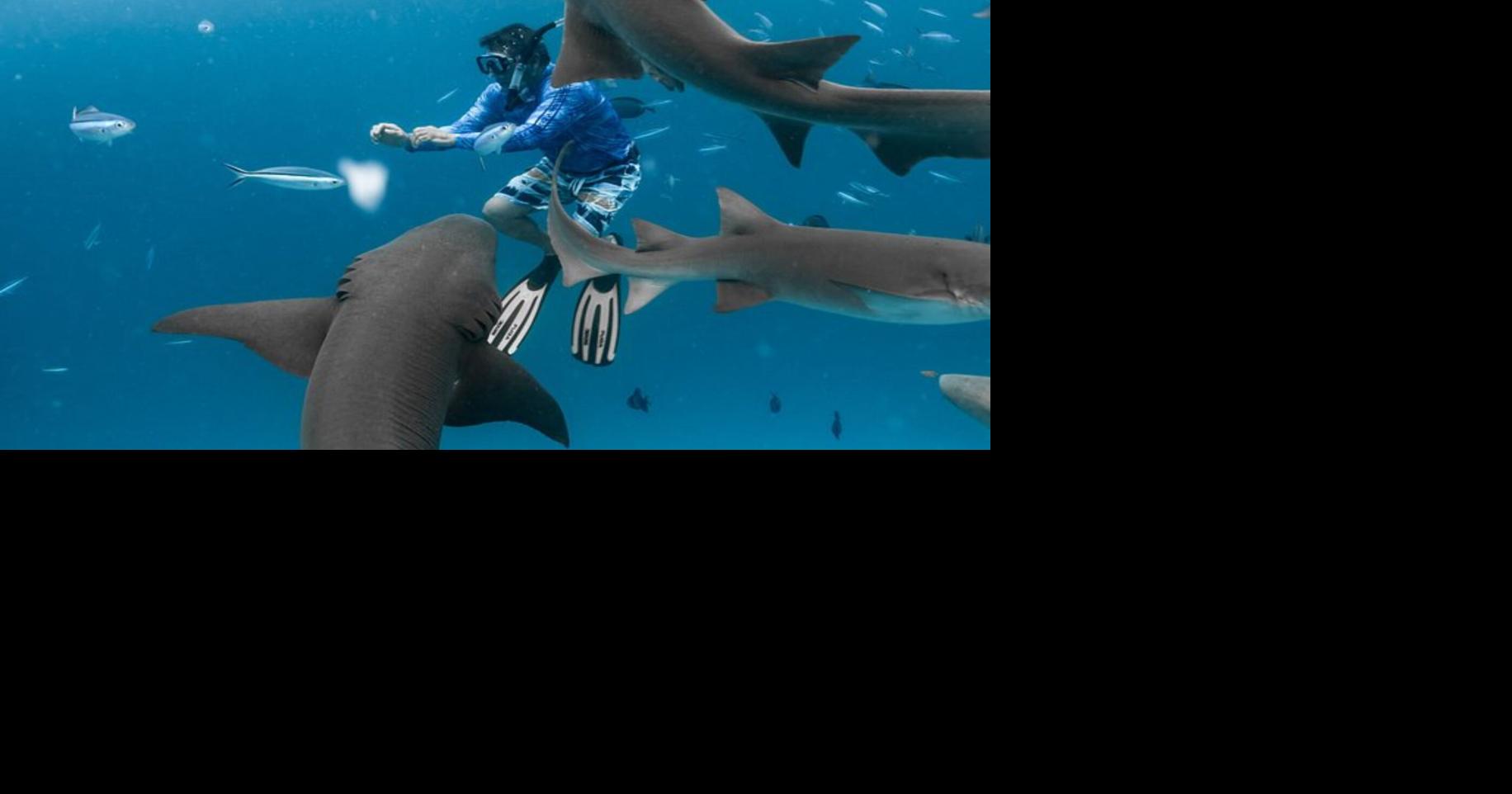 Senado propone prohibir excursiones comerciales para nadar con delfines y tiburones en PR