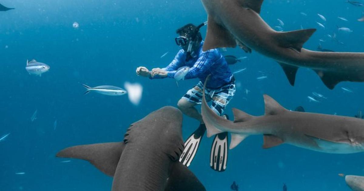 Senado propone prohibir excursiones comerciales para nadar con delfines y tiburones en PR