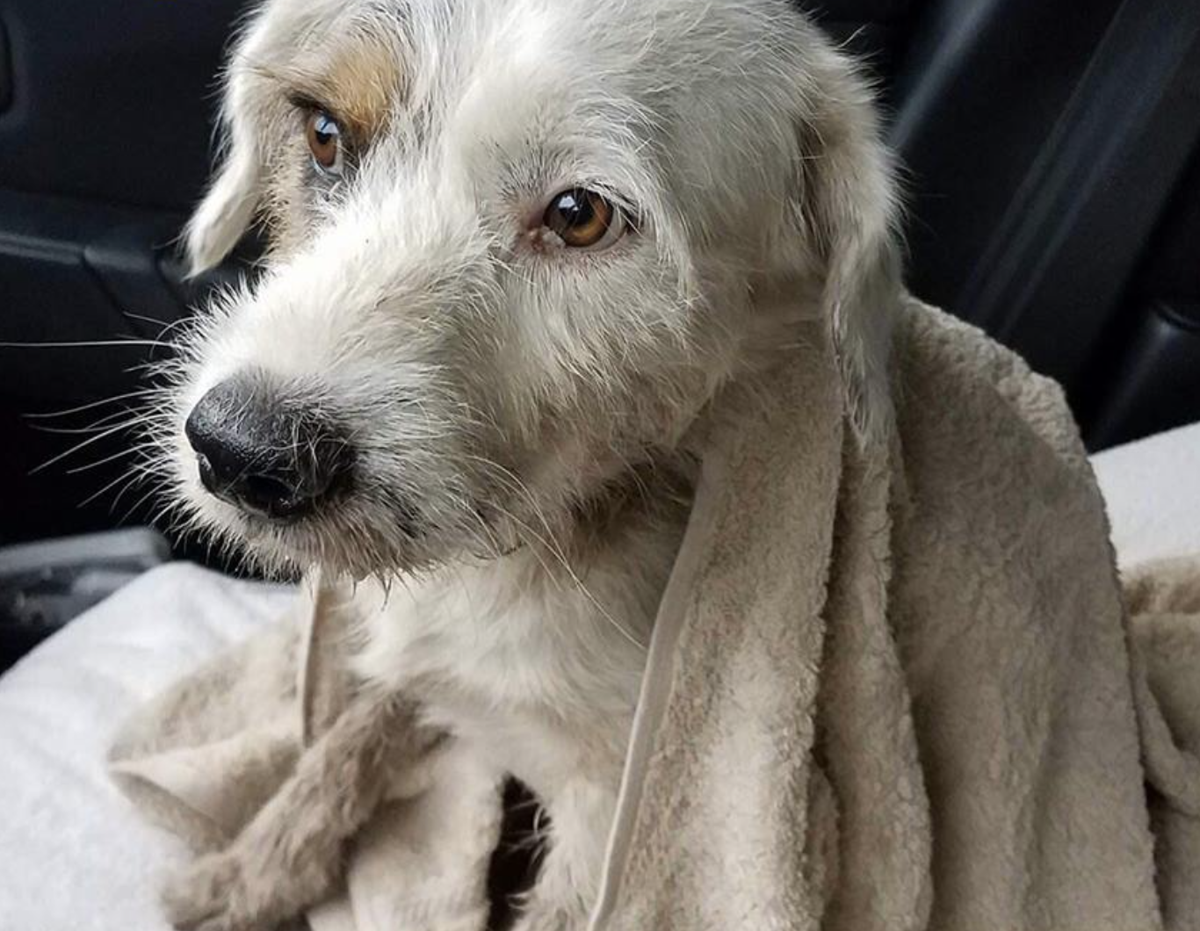 Rescatan perro al que le cortaron la lengua