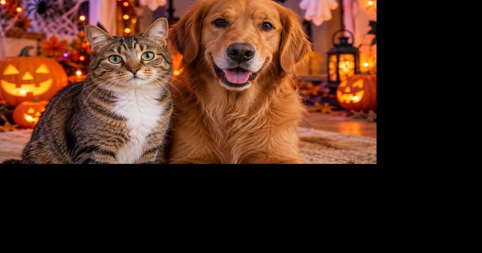 Veterinaria advierte sobre riesgos de Halloween para perros y gatos