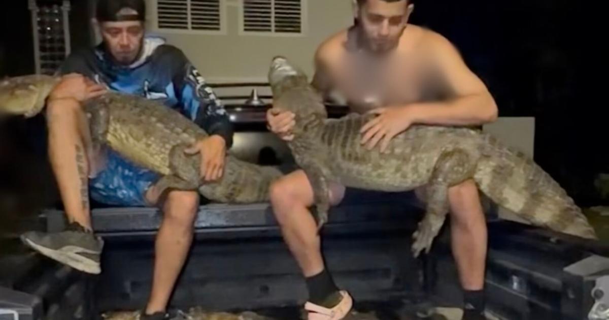 VIDEO: Gongo captura 16 caimanes en una sola noche