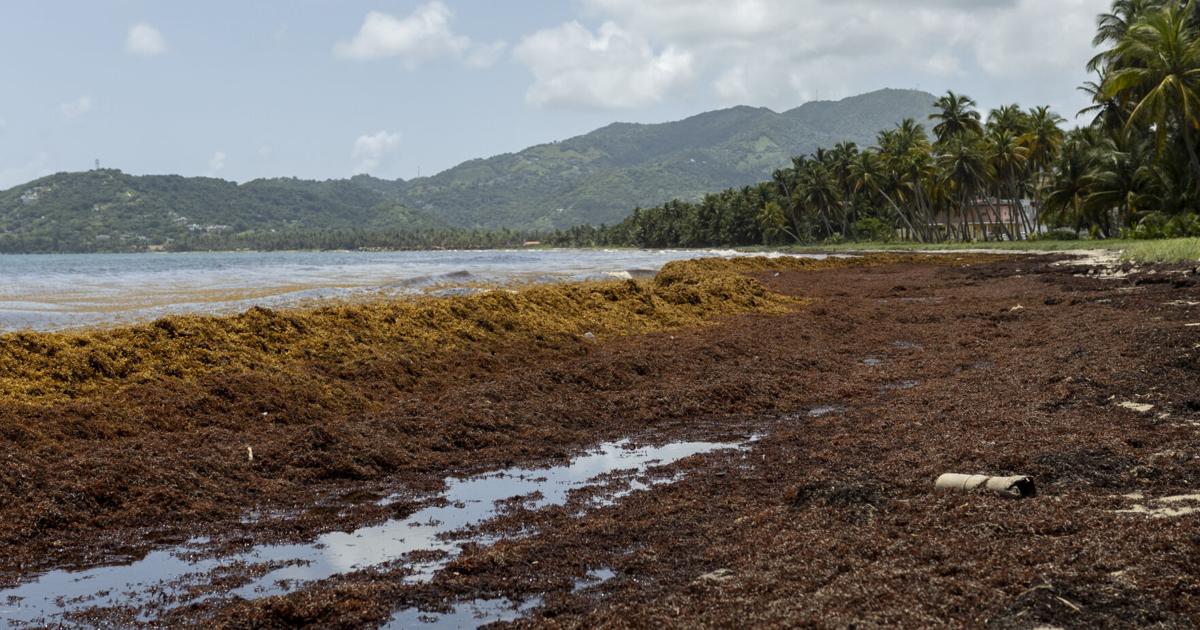 DRNA busca fondos para equipo más eficiente contra el sargazo en costas de PR