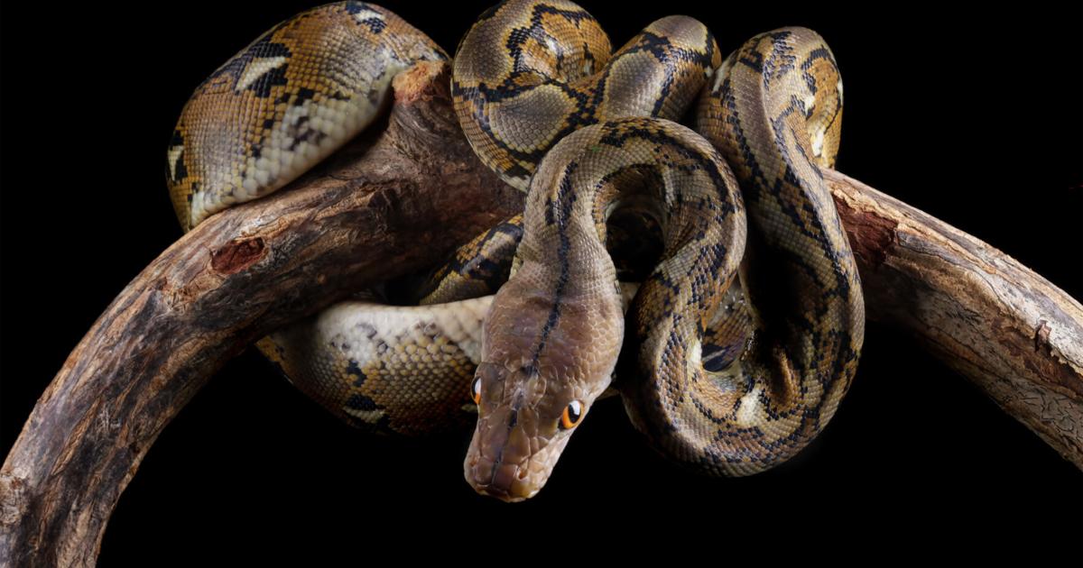 Cazador captura pitón de 15 pies en Cayey tras devorar dos pollos