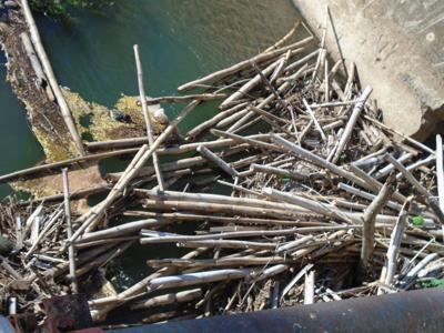 Mi comunidad reclama: Falta de limpieza en el río Yagüez afectaría a residentes