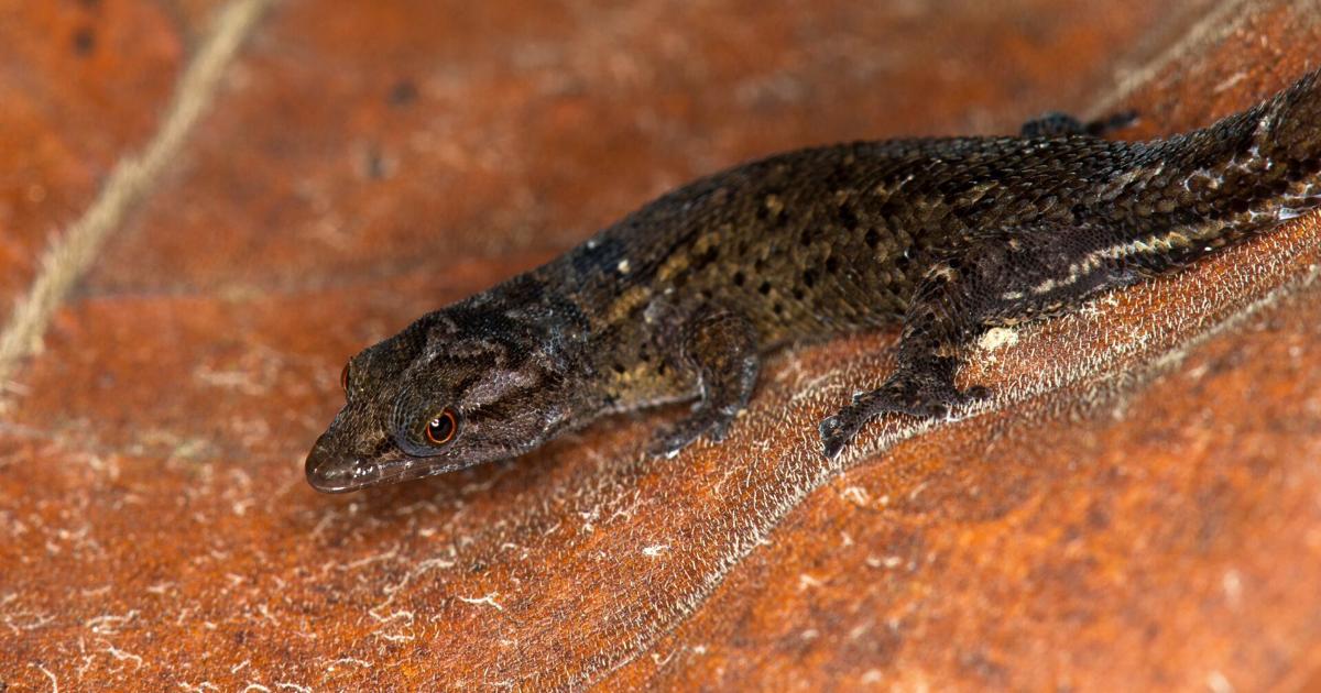 They discovered a new species of reptile in Puerto Rico |  Sciences
