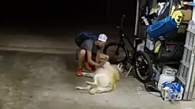 VÍDEO: Hombre acaricia a un perro antes de robarse una bicicleta de una residencia