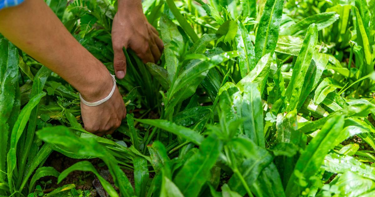 Solicitudes de visas H-2A en Puerto Rico casi se duplican ante escasez de mano de obra agrícola