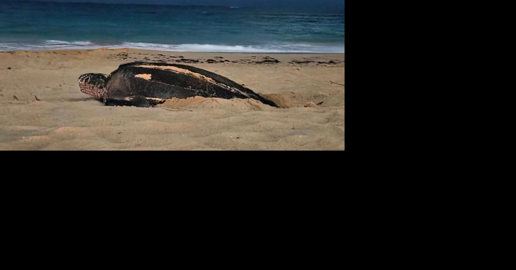 Tortuga tinglar "Esther" logra anidar en Ocean Park tras ser perturbada en primer intento