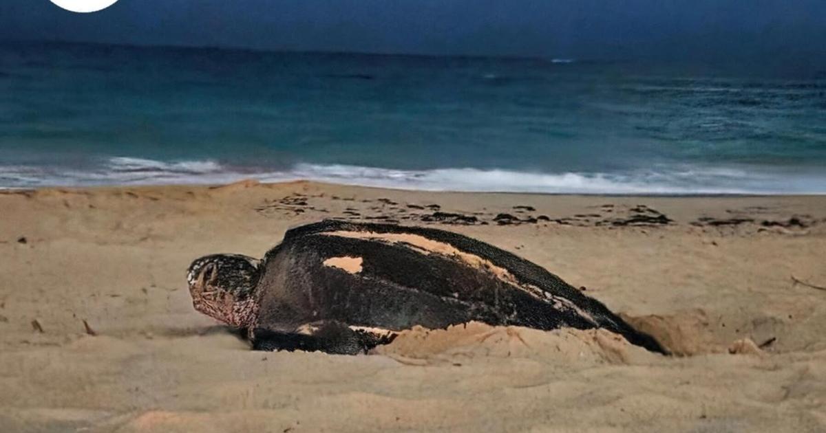 Tortuga tinglar "Esther" logra anidar en Ocean Park tras ser perturbada en primer intento