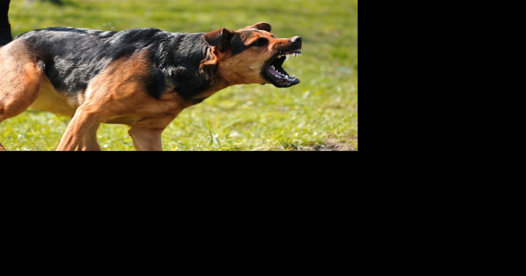 “Lo atacaron por todas partes del cuerpo”: Madre relata agresión de siete perros a su hijo en San Sebastián