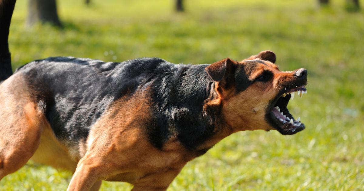 “Lo atacaron por todas partes del cuerpo”: Madre relata agresión de siete perros a su hijo en San Sebastián