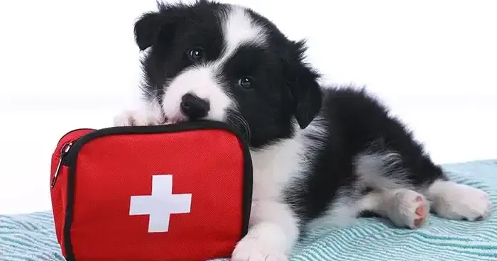 Expertos recomiendan planes de emergencia para mascotas ante desastres naturales en Puerto Rico