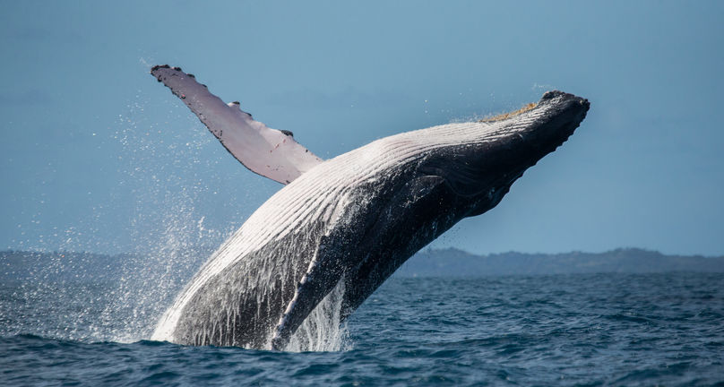 España crea reserva protegida para migración de ballenas 5acb7cd9dd7cf.image