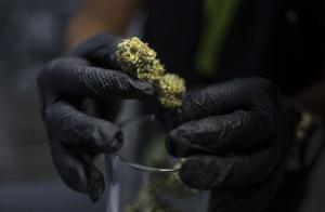 Imagen de la cobertura de: CODEPOLA acude al Tribunal de Apelaciones por caso de pacientes de cannabis con licencia de armas