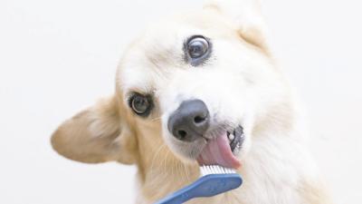 Procura la buena salud oral de tu mascota