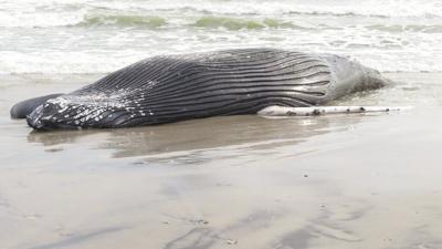 Revelan la causa de muerte de ballena hallada Nueva Jersey