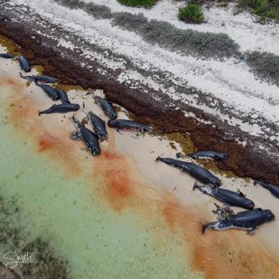 Usan método boricua para evaluar las ballenas varadas en las Islas Vírgenes Británicas