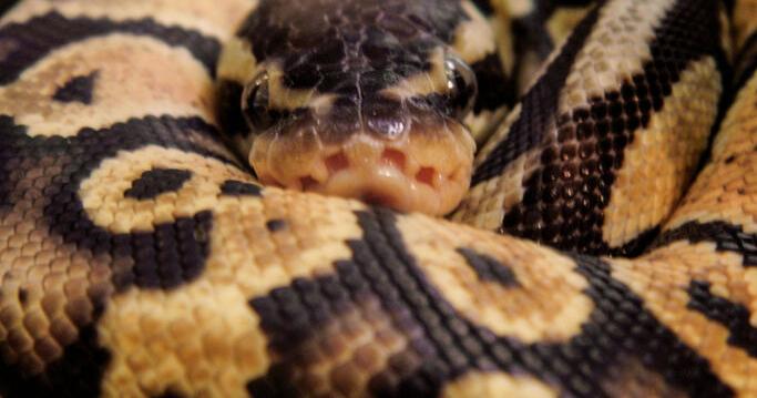Día Internacional de Concienciación sobre la Mordedura de Serpiente: qué hacer ante un ataque