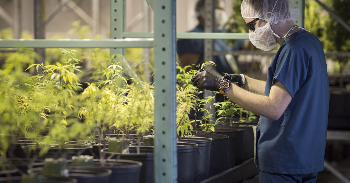 “Hay espacio para mejorar”, dictó Senado tras inspecciones a laboratorios de cannabis